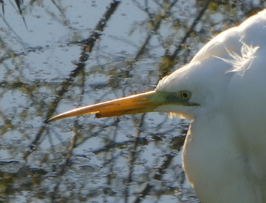 Airone bianco maggiore (Ardea alba)  con becco spezzato